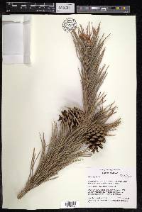 Pinus sylvestris image