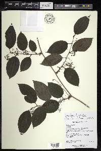 Smilax tamnoides image