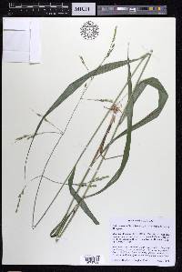 Patis racemosa image