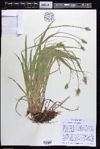 Carex cephaloidea image