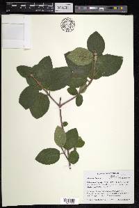 Viburnum lantana image