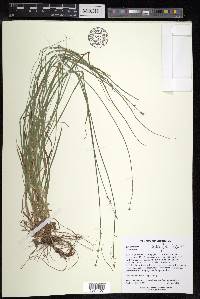 Carex radiata image