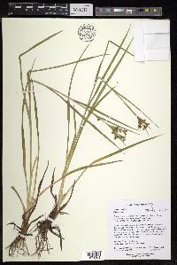 Scirpus pendulus image