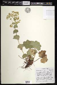 Alchemilla mollis image