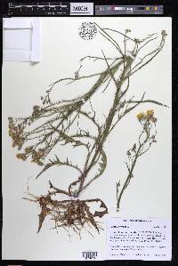 Crepis tectorum image