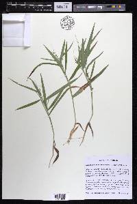 Dichanthelium xanthophysum image