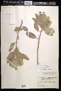 Sideroxylon leucophyllum image