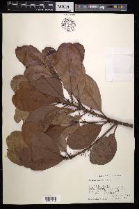 Sideroxylon portoricense image