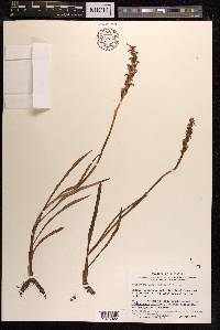 Spiranthes casei image