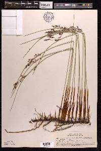 Juncus balticus subsp. littoralis image