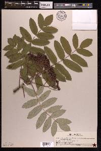 Sorbus decora image