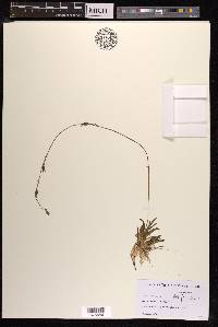 Lobelia dortmanna image