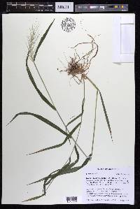 Elymus hystrix image