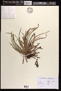 Carex backii image