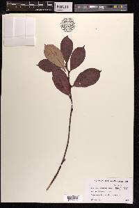 Aronia × prunifolia image