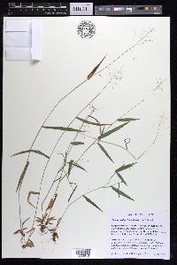 Dichanthelium acuminatum subsp. lindheimeri image