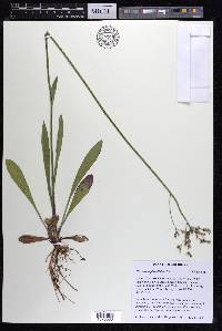 Hieracium piloselloides image