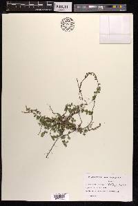 Gaultheria hispidula image