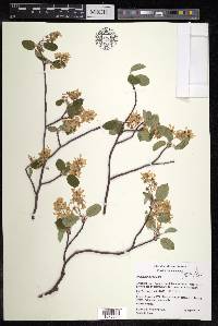 Amelanchier spicata image