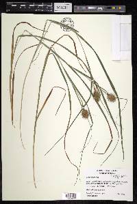 Carex squarrosa image