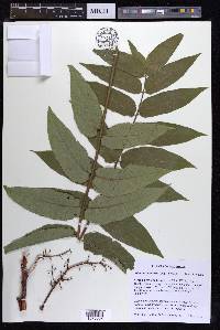 Ailanthus altissima image