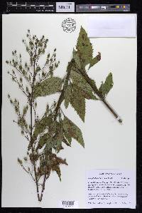 Scrophularia lanceolata image