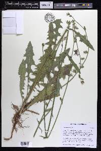 Cichorium intybus image