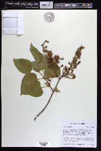 Syringa vulgaris image