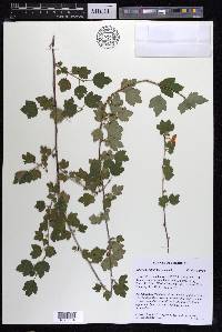 Ribes odoratum image