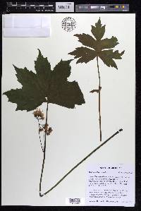 Hydrophyllum canadense image