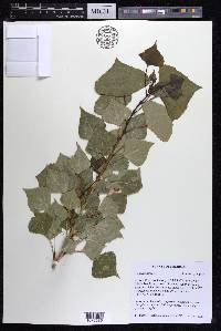 Populus nigra image