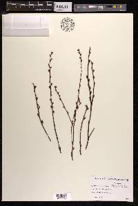 Epifagus virginiana image