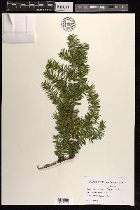 Taxus canadensis image