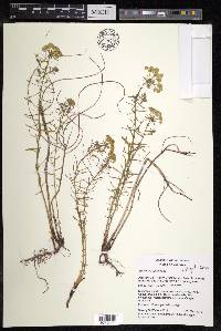 Euphorbia cyparissias image