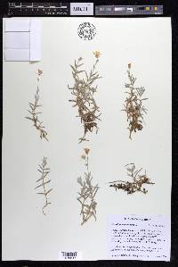 Cerastium tomentosum image