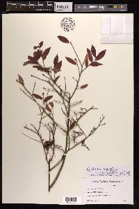 Vaccinium angustifolium image