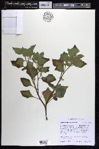 Solanum physalifolium image