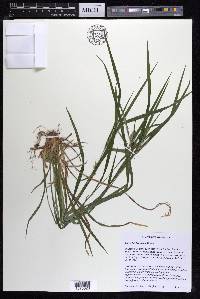 Carex hitchcockiana image