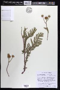 Tanacetum bipinnatum subsp. huronense image