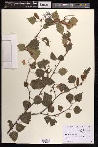 Betula pendula image