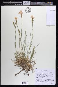 Dianthus plumarius image