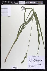 Carex sparganioides image