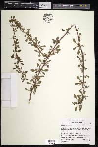 Berberis thunbergii image