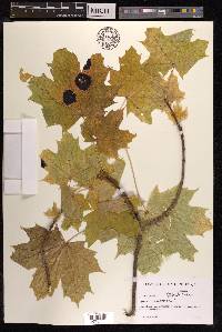 Acer platanoides image