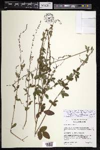 Desmodium obtusum image