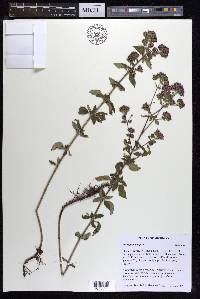 Origanum vulgare image