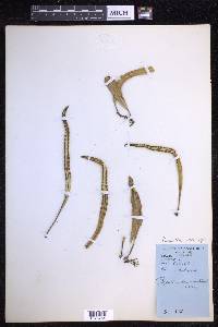 Pleopeltis macrocarpa image