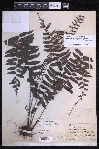 Bolbitis rhizophylla image