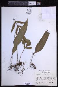 Pleopeltis bradeorum image