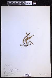 Pleopeltis astrolepis image